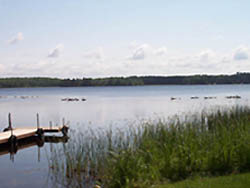 Canadian Geese