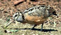 American Woodcock